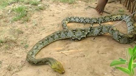 进口与国产大蟒蛇对比视频,形态、习性与市场价值揭秘